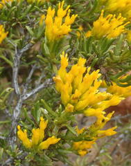 Pteronia paniculata