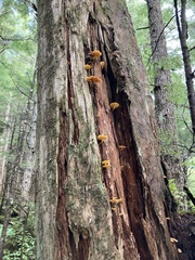 Chrysomphalina chrysophylla