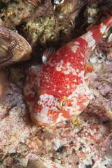 Chorisochismus dentex