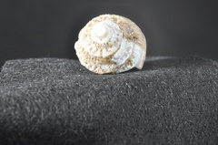 Bellastraea squamifera