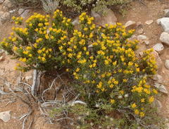 Pteronia paniculata