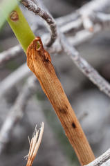 Orthochilus litoralis