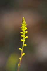 Synaphea gracillima