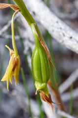 Orthochilus litoralis