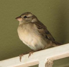 Passer domesticus indicus