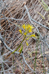 Orthochilus litoralis