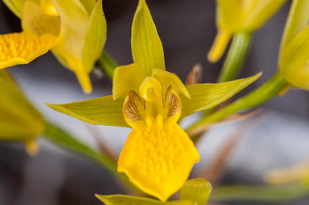 Eulophia litoralis