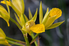 Orthochilus litoralis