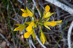 Orthochilus litoralis
