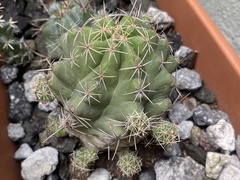 Thelocactus