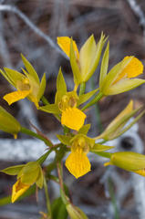 Orthochilus litoralis