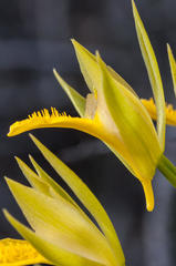 Orthochilus litoralis