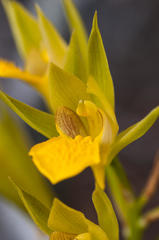 Orthochilus litoralis