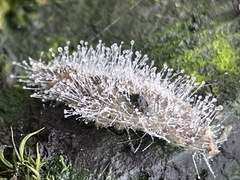 Mucor mucedo