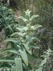 Buddleja perfoliata