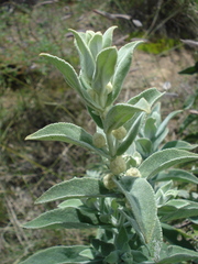 Buddleja perfoliata