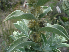 Buddleja perfoliata
