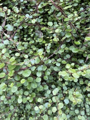 Muehlenbeckia complexa complexa