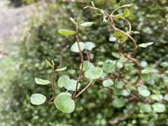 Muehlenbeckia complexa complexa