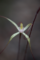 Caladenia validinervia