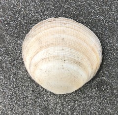 Pseudarcopagia decora