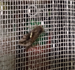 Chrysodeixis