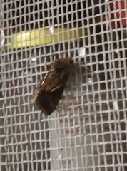 Chrysodeixis