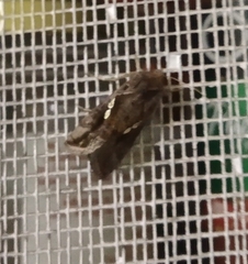 Chrysodeixis