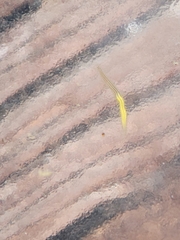 Eulalia gracilior
