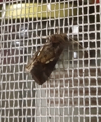 Chrysodeixis