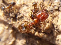 Pheidole capensis