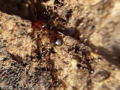 Pheidole capensis