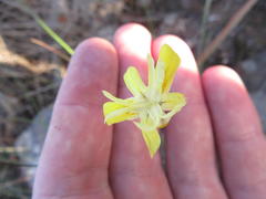 Moraea inconspicua