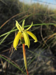 Moraea inconspicua