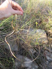 Moraea inconspicua