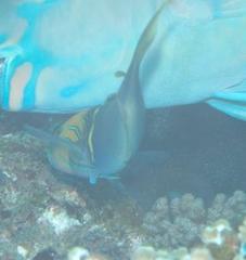 Thalassoma hebraicum