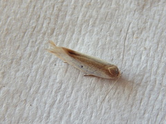 Xylorycta haplochroa