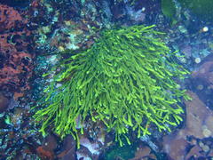 Axillariella constricta