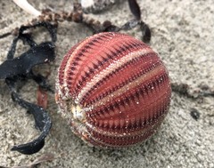 Amblypneustes formosus