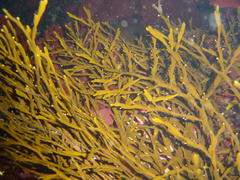 Axillariella constricta