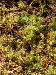 Plagiomnium undulatum