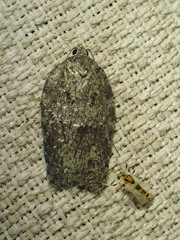 Acleris chalybeana