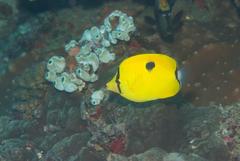 Chaetodon interruptus