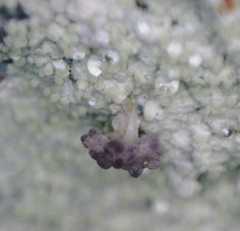 Baeomyces carneus