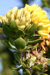 Aspalathus securifolia