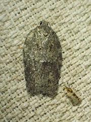 Acleris chalybeana