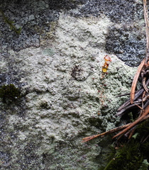 Baeomyces carneus