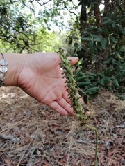 Brachystele unilateralis