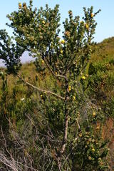 Aspalathus securifolia