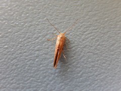 Stathmopoda cephalaea